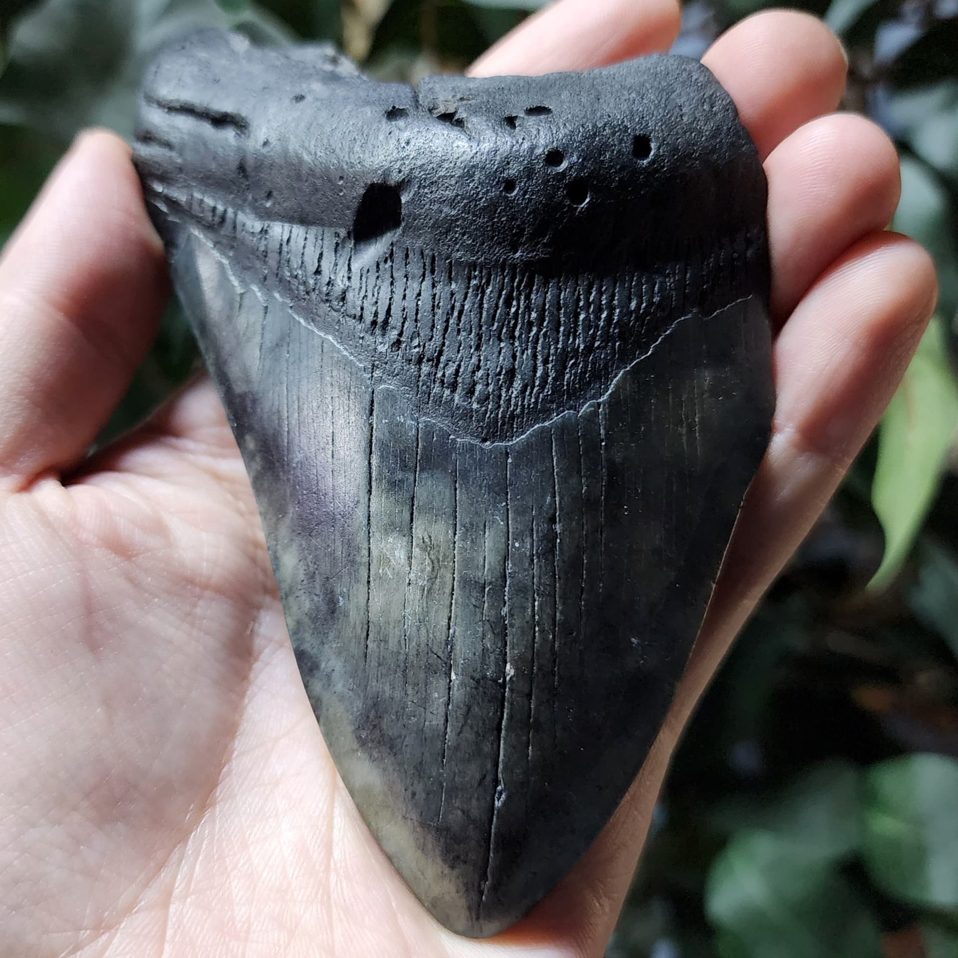 How Fossil Driven Fossil Shark Teeth Stand Out in the Market