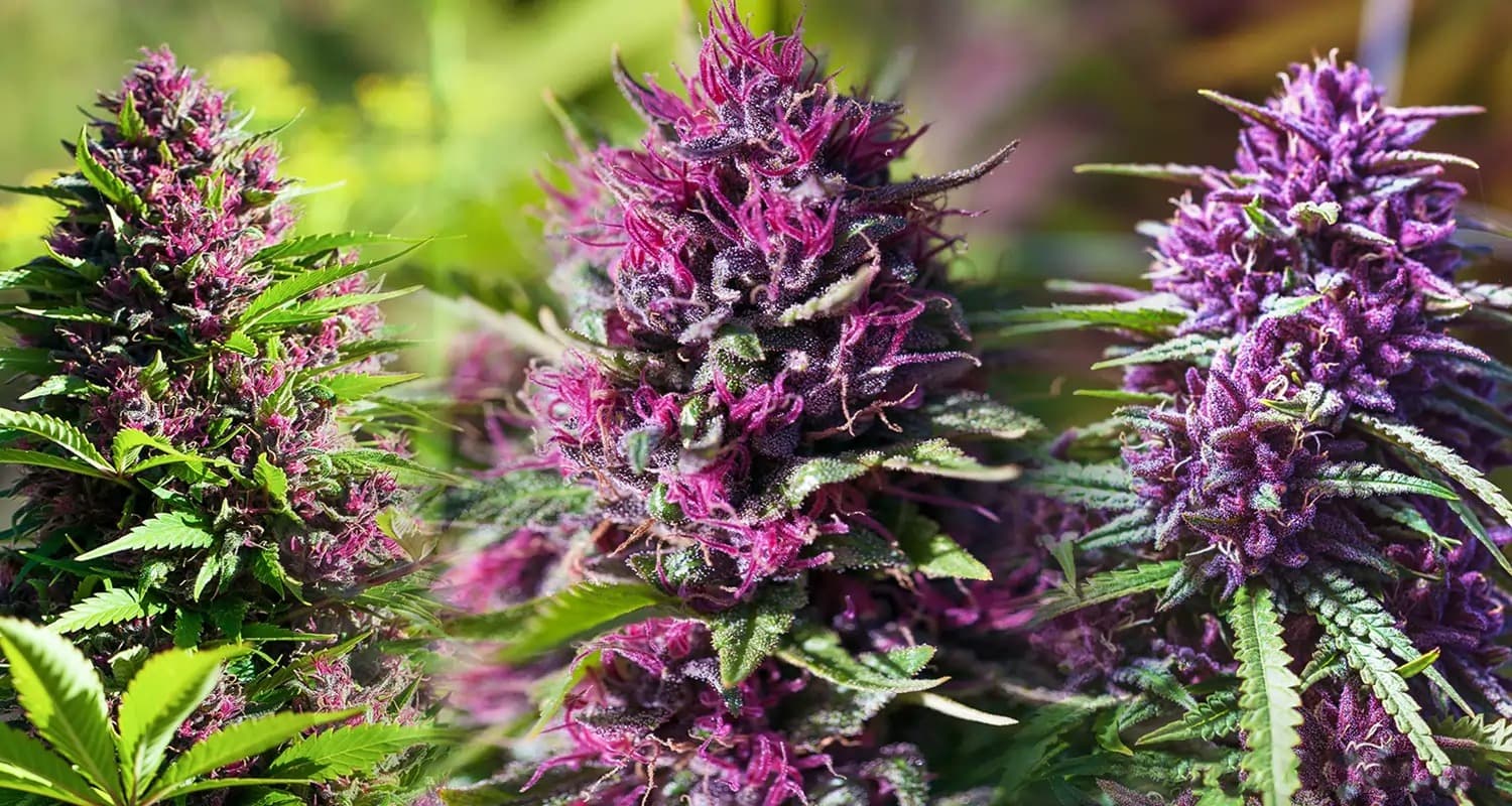 Albino Penis Envy Magic at Bud Cargo – Potent Mushrooms Sourced from BC Experts