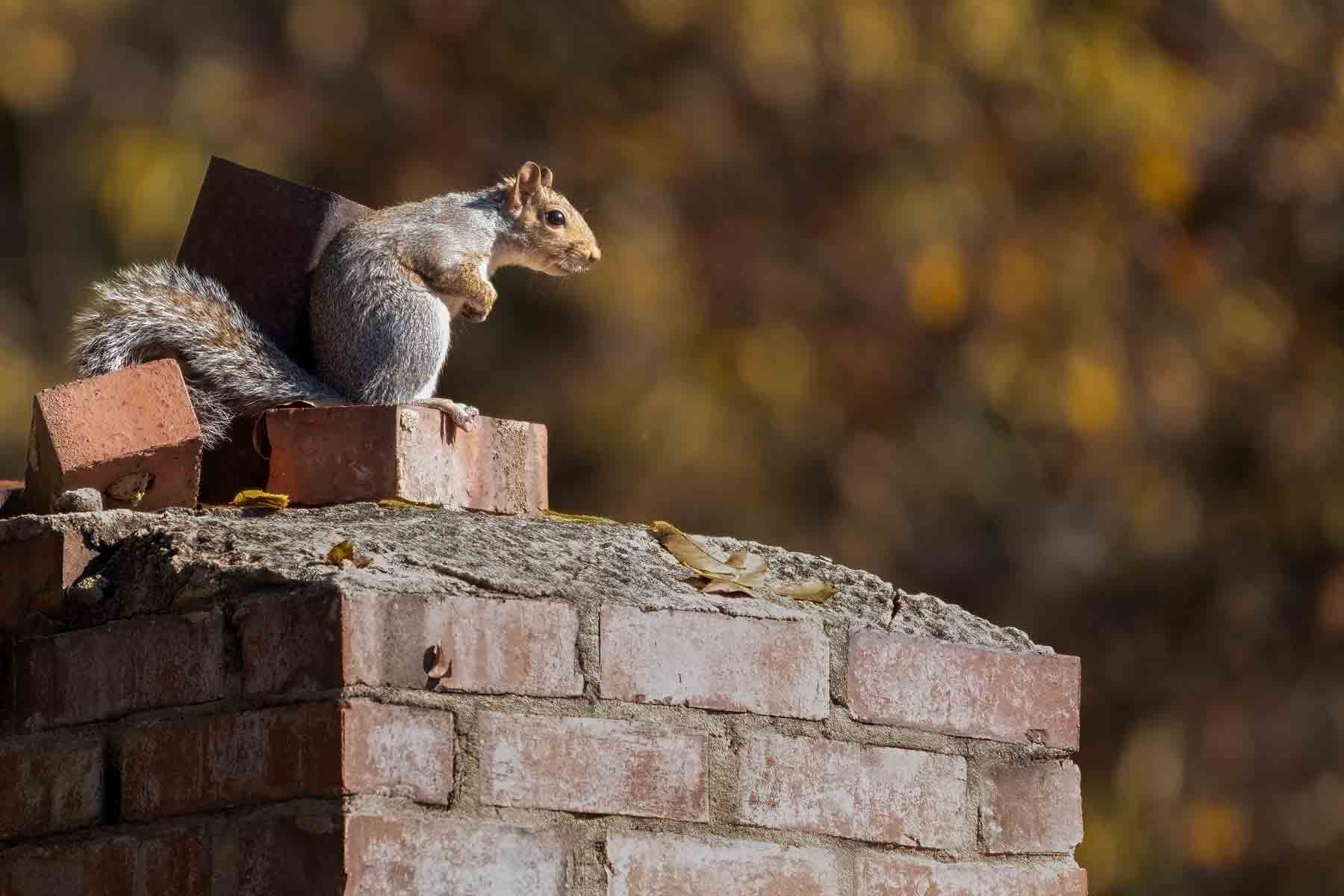 Reliable Squirrel Removal Toronto Solutions for Property Owners