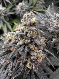 Cannabis Club Hamburg mit klaren Werten