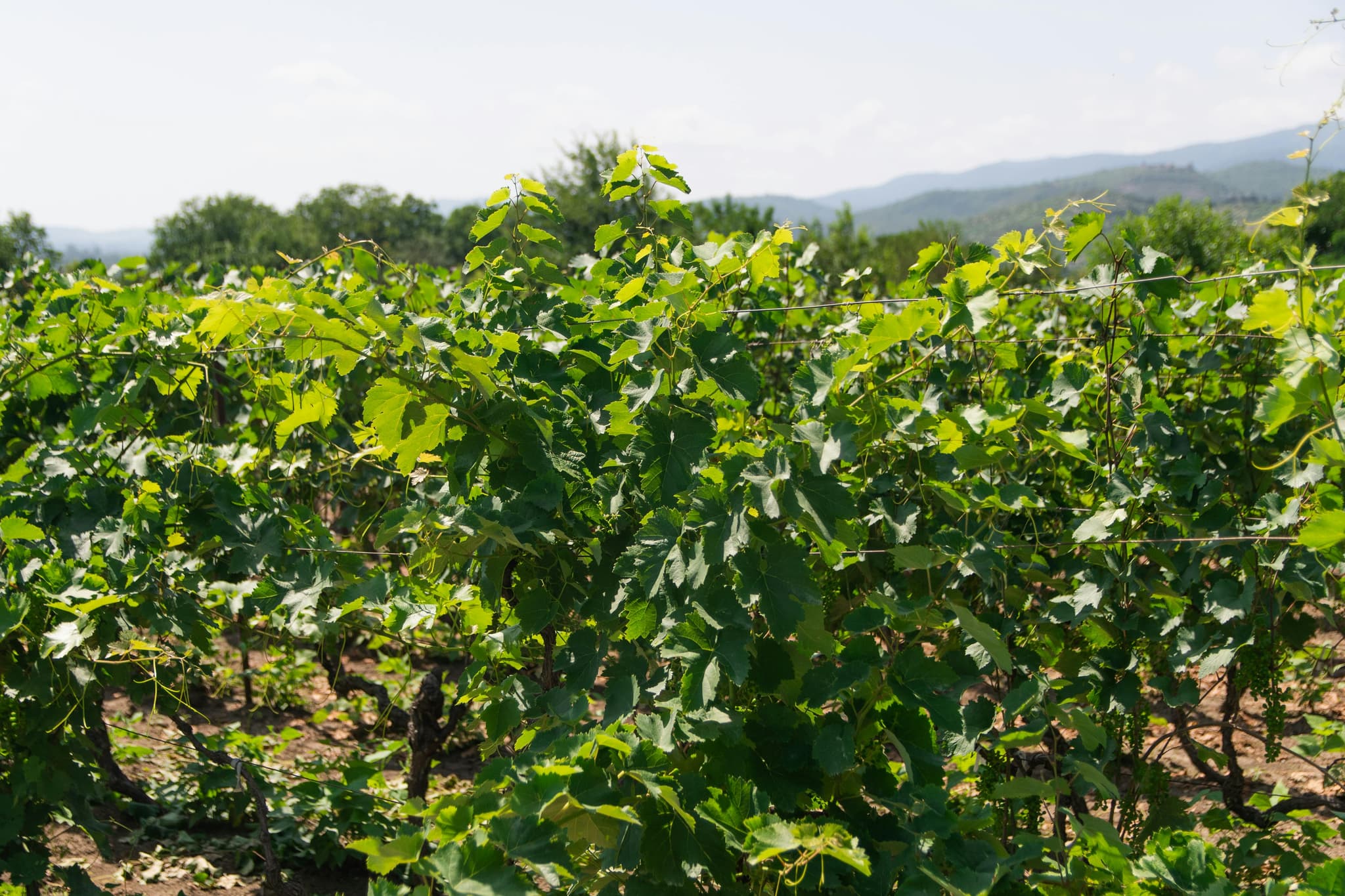 How Clarksburg Wineries Showcase the Region’s Unique Terroir