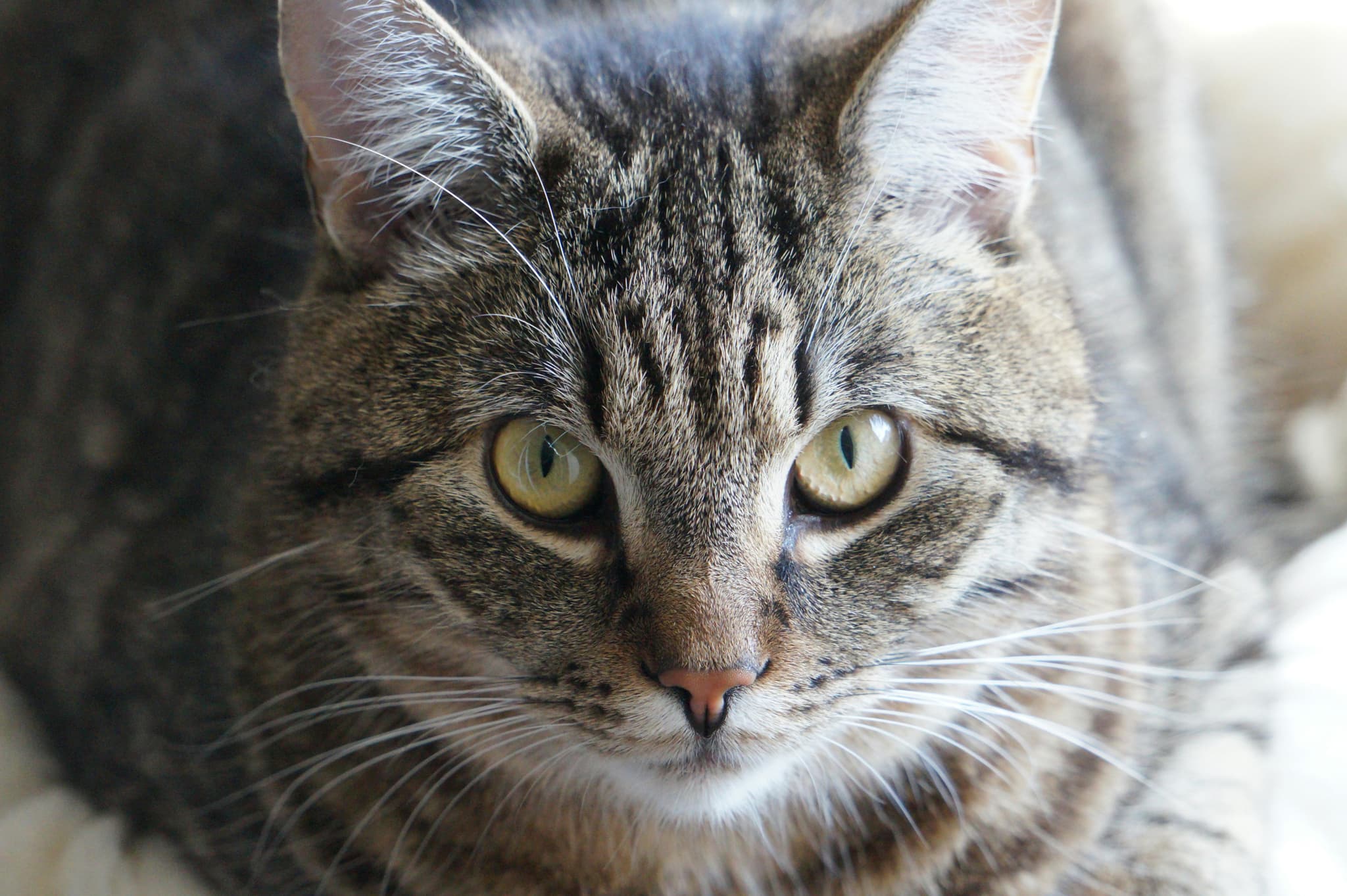 Maine Coon Cats for Sale Near Me – Visit Our Home Cattery Today