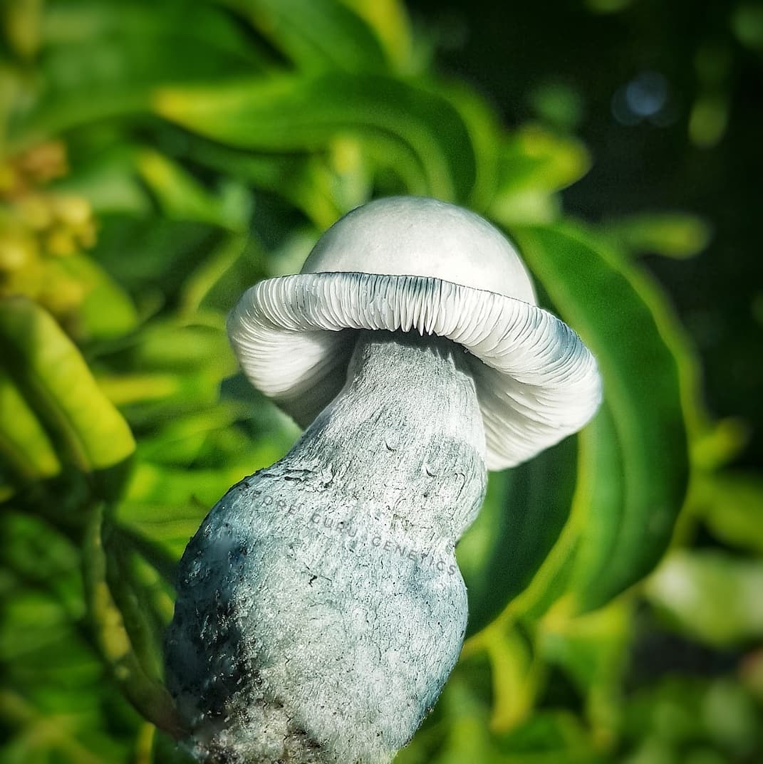 Order Premium albino penis envy mushrooms from Bud Cargo – Safe, Secure, and Fast Shipping