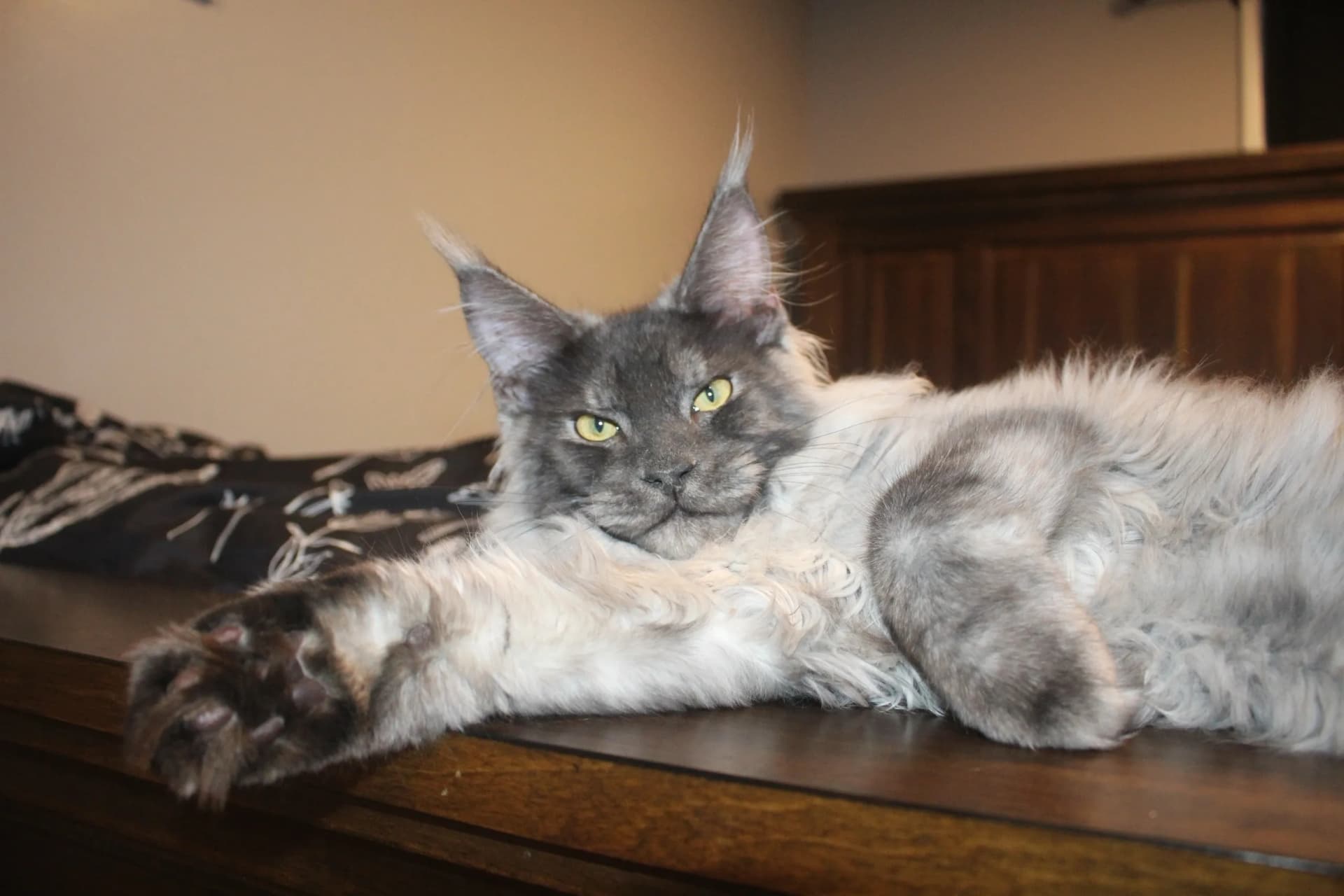 Healthy, Socialized Maine Coon Kittens for Sale in California | Amore Cattery