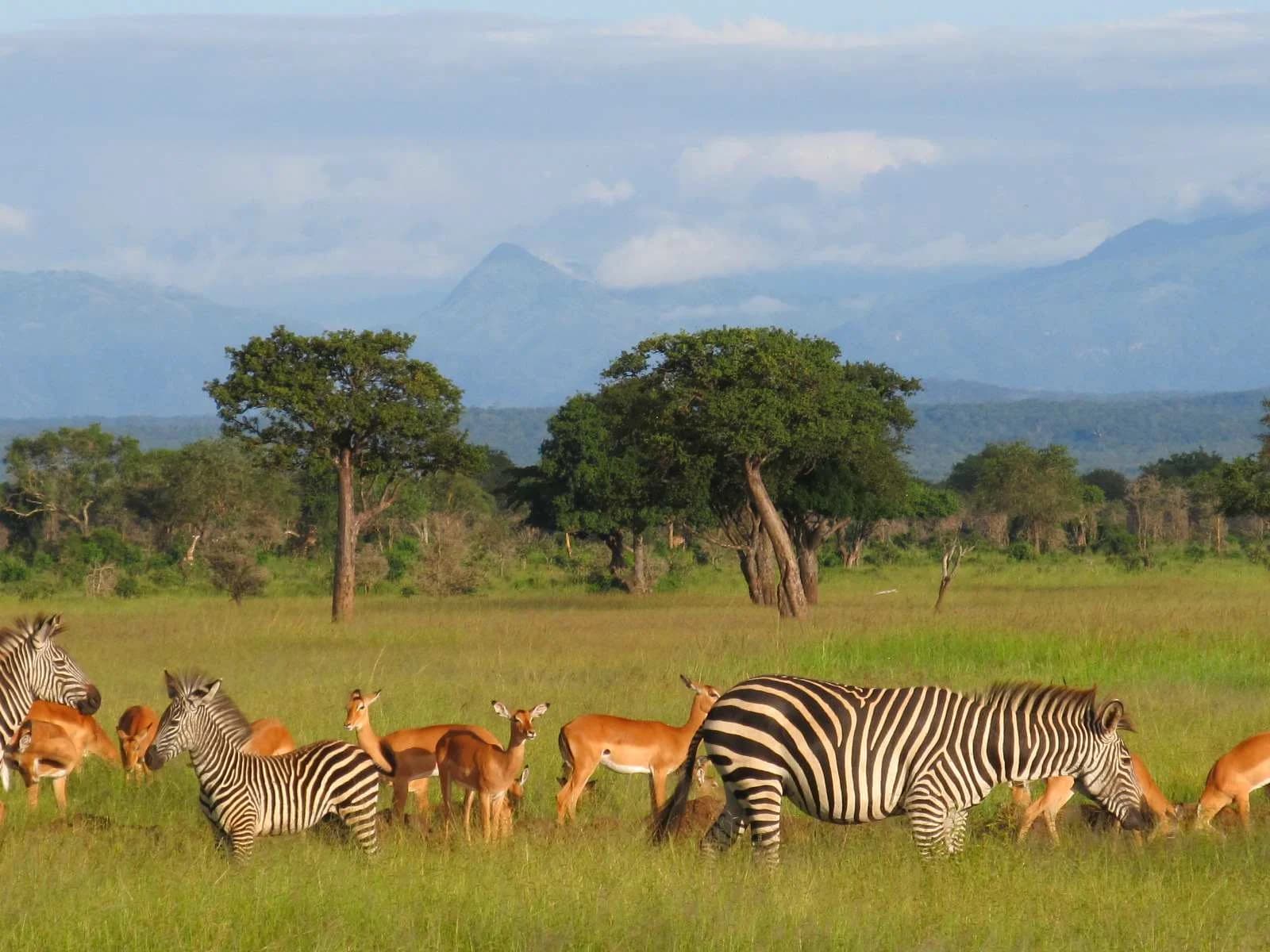 Experience Nature’s Beauty with a Mikumi National Park Tanzania Safari