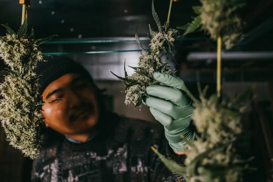 Asociacion Cannabis Madrid | Safe Guidance from Clubs Cannabis Madrid