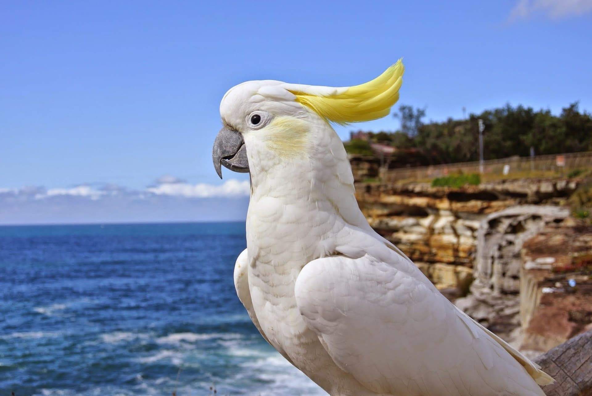 African Grey Parrots for Sale – Trusted Worldwide Supplier Amazing Birds Farm