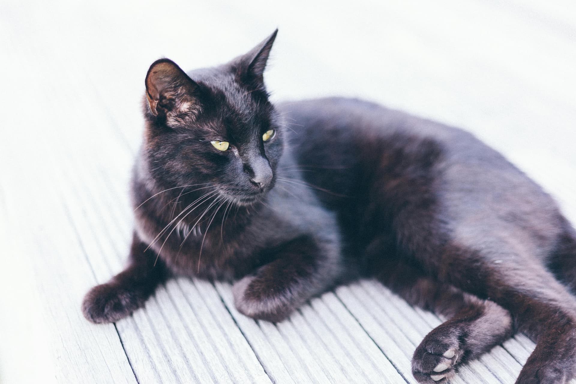 Maine Coon Cats for Sale Near Me with Health Guarantees and Support