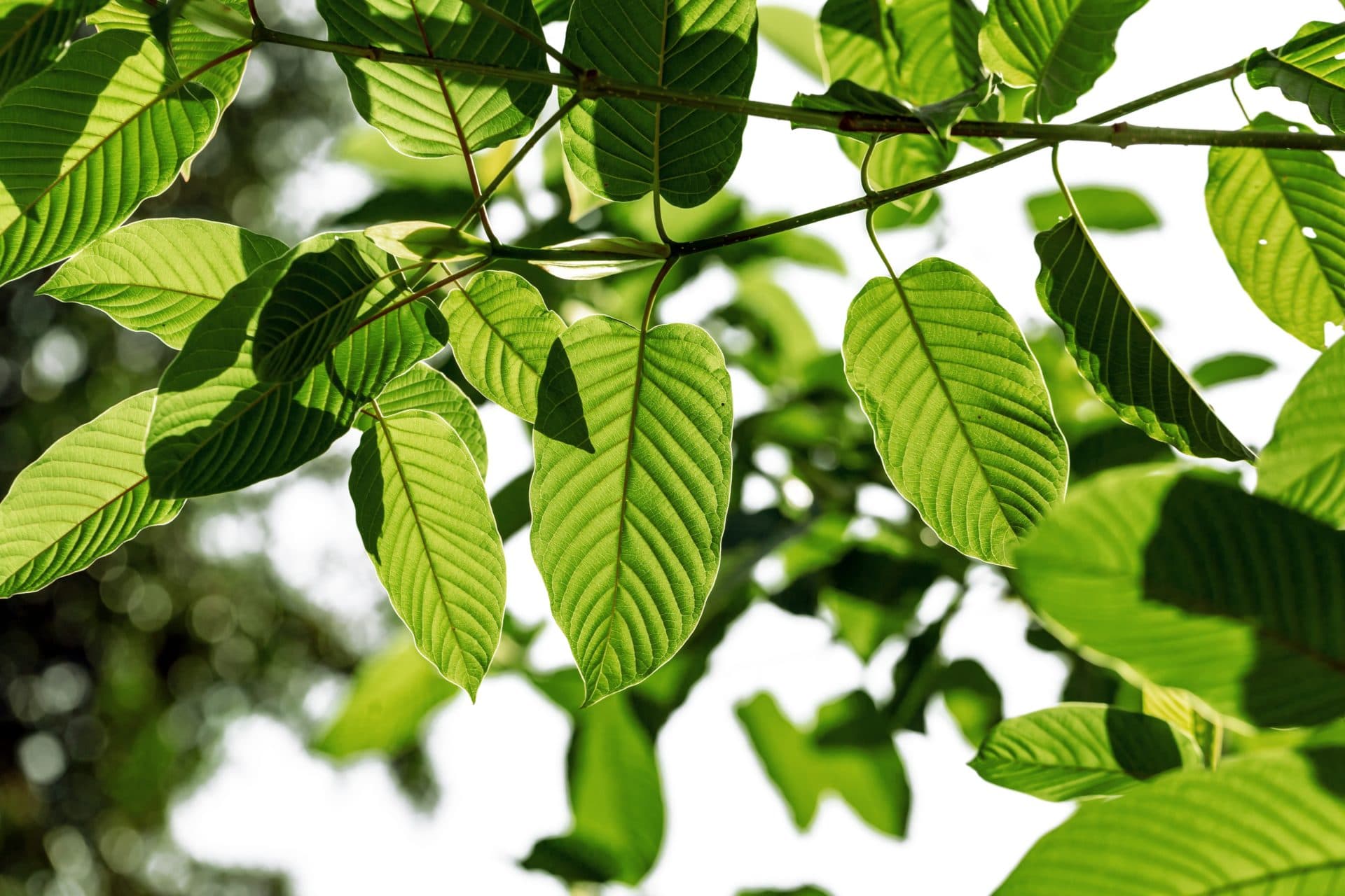 Kratom Thailand: How to Identify Lab-Tested Products