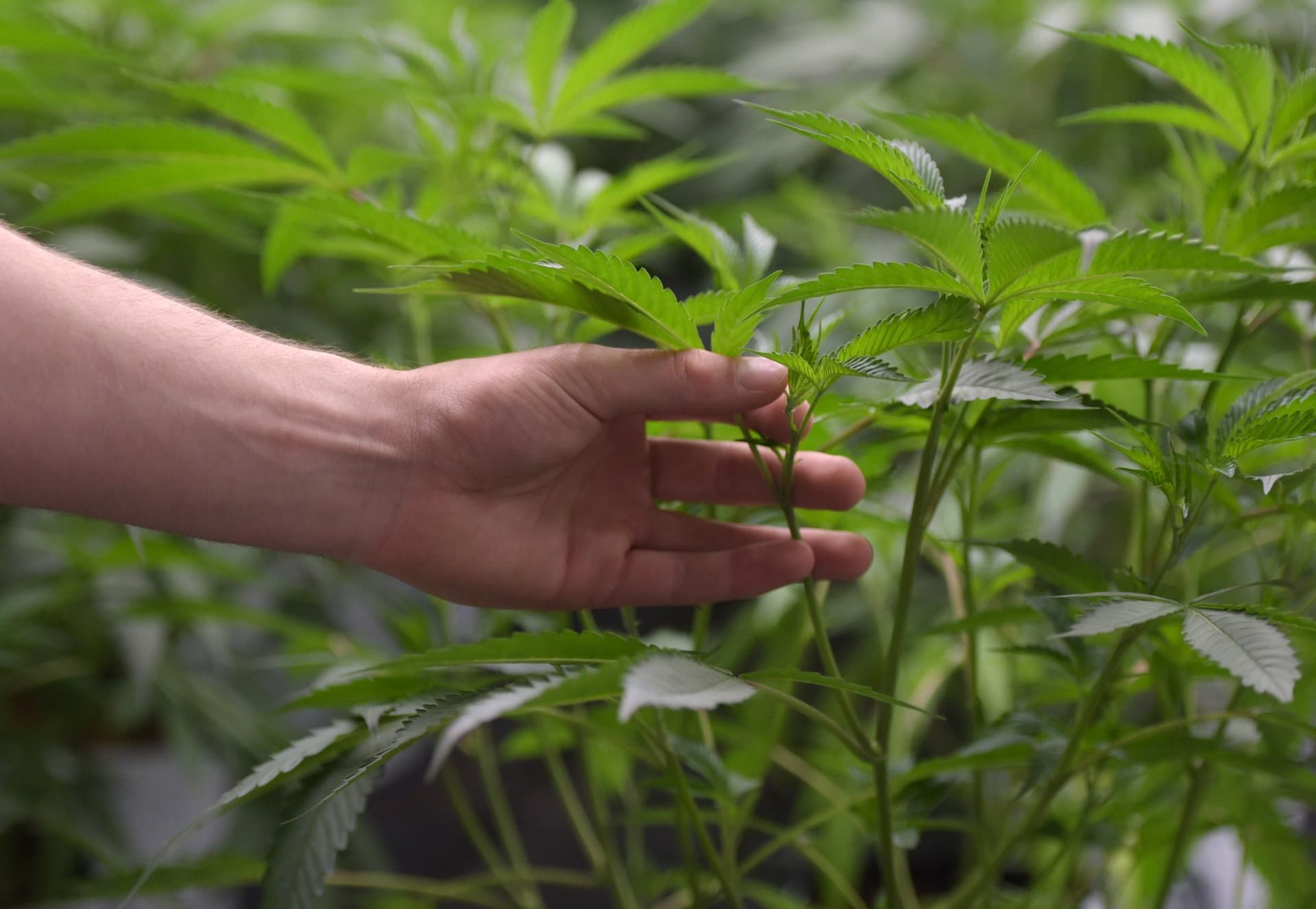 Charlotte’s Web Flower for Sale – Miami Rave Offers Premium Infused Options