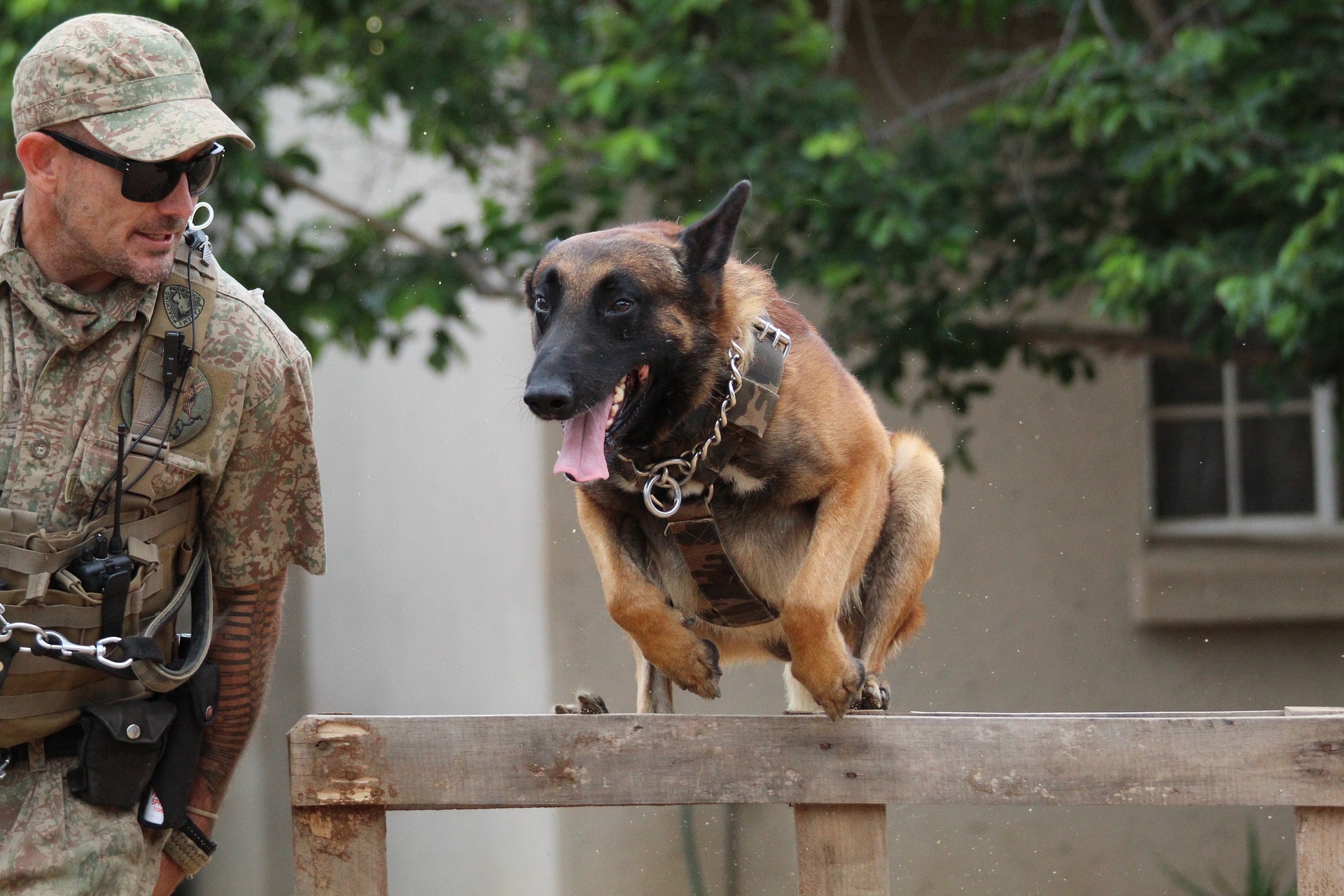 Professional and Reliable Security Dog Services Coventry