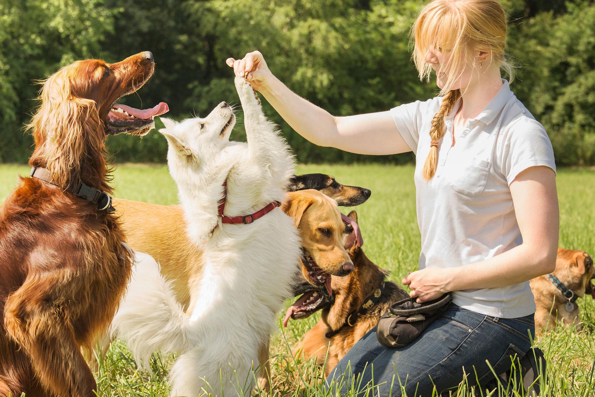 Service Dog vs Emotional Support Key Differences Explained