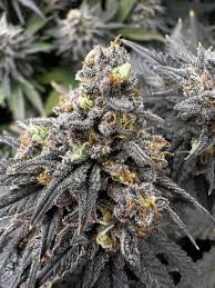 Cannabis Club Hamburg mit klaren Werten