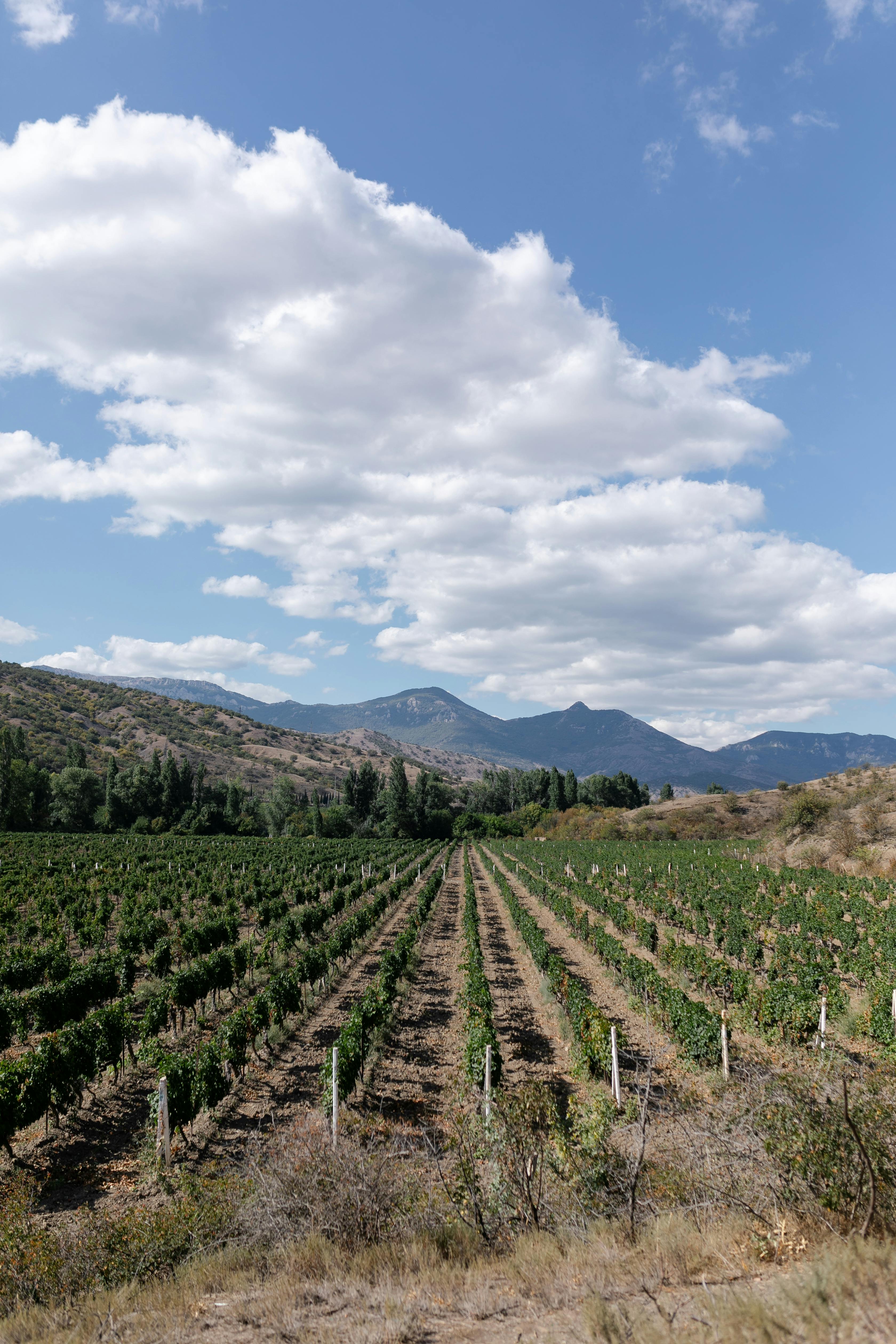Clarksburg CA Wine Events You Can’t Miss