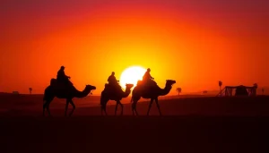 Camel ride Marrakech at sunset with traditional Berber tents and palm trees