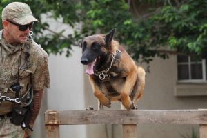 dog-and-handler-5854500_1920 (1)