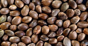 THC_und_CBD_Cannabis_Samen_kaufen